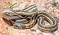 a Western Black-necked Garter Snake