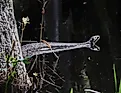 A water moccasin, or cottonmouth snake, swimming in water.