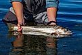 Wild Lahotan cutthroat trout caught and released in Pyramid Lake, Nevada,