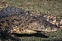 An American crocodile in a grassy field during daytime. 