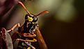 A Western Yellowjacket Macro Closeup.