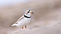 A piping plover on the beach. Stock.Adobe.com