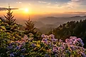 Wild aster flowers in the Great Smoky Mountains