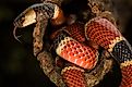 A Costa Rican coral snake (Credit: Luis César Tejo via Shutterstock)