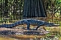 An alligator in the Atchafalaya Basin, Louisiana.