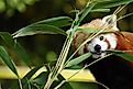 A red panda chewing bamboo leaves.