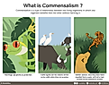 Infographic display of Commensalism with a definition and examples.