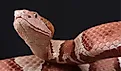 A portrait of an Eastern Copperhead against a black background.