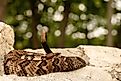 Timber rattlesnake resting on exposed rock