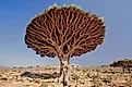 Dragon blood tree, is a dragon tree native to the Socotra archipelago, part of Yemen. 