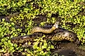 Northern Green Anaconda. Editorial credit: Wikimedia Commons