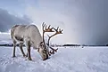 Caribou in snow