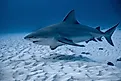 A bull shark (Carcharhinus leucas)