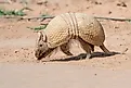 A Southern three-banded armadillo (Tolypeutes matacus)
