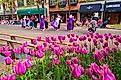 The Tulip Festival on the streets of downtown Holland, Michigan. Editorial credit: Dennis MacDonald / Shutterstock.com