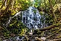 Ramona Falls in Mount Hood National Forest