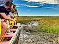 Tourists on an airboat ride looking at an alligator among reeds in the Everglades National Park, Florida. Image credit: Ceri Breeze / Shutterstock.com.