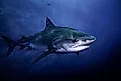 Tiger shark swimming around Fuvahmulah 5