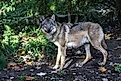 Grey wolf in an American forest