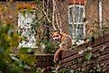 A red fox on a residential brick wall.