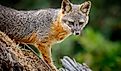 The island fox lives on six California islands and nowhere else on Earth.