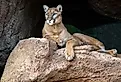 Mountain lion on a rock.