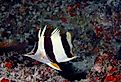 New species of butterflyfish found in the deep reefs of Papahānaumokuākea Marine National Monument in the Northwestern Hawaiian Islands.