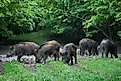 A herd of wild hogs (feral pigs) of all ages, rooting in the forest, after sunset