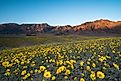 Wildflower superbloom in Death Valley National Park, California