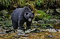 A black bear wading in a stream.