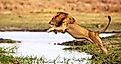 A lion jumping in the air 