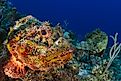 Stonefish on the reef (Credit: Andy Deitsch via Shutterstock) 
