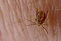 Tick, a species of Ixodidae, Australia. Image credit John Tann from Sydney, Australia, CC BY 2.0 <https://creativecommons.org/licenses/by/2.0>, via Wikimedia Commons