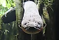 Gazing into the eyes of an electric eel.