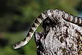 A Northern Water Snake on a stump.