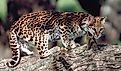 A gorgeous ocelot on a tree trunk.