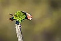 Cape parrot (Poicephalus robustus) in Kruger National Park, South Africa.