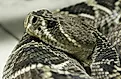 Eastern diamondback rattlesnake