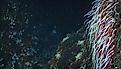 Giant Tube Worms Riftia pachyptila thriving at a deep-sea hydrothermal vent in the Mariana Trench. 