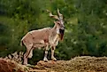 A markhor (Capra falconeri)