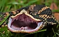 An eastern hognose snake posing aggressively, exposing its rear fangs.