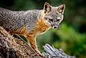 Close-up image of an island fox (Urocyon littoralis) posing on Santa Cruz Island.