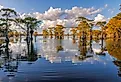 Bald cypress trees, Caddo Lake, Texas.