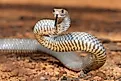 The highly venomous Australian eastern brown snake