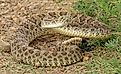 venomous prairie rattlesnake on the trail in summer in pawnee national grassland in northeastern colorado near greeley 