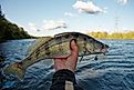 Fisherman's hand holding walleye with soft plastic bait in its mouth