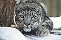 The majestic snow leopard is an apex predator in the Gobi Desert ecosystem. Image credit: Vladislav T. Jirousek/Shutterstock.com