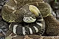A Northern Pacific rattlesnake.