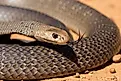 The eastern brown snake, found across Australia, is one of the fastest and most venomous snakes in the world.