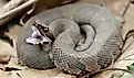A coiled up Cottonmouth snake showing its white mouth.